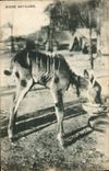 CPA Jeune antilope