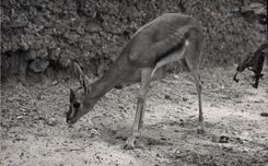 CPM Antilope 