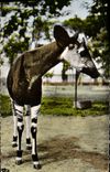 CPM Faune africaine Okapi 