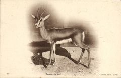 Vintage Postcard Gazelle of the South