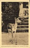 Vintage Postcard Zoological gardens of Cleres Cervicapra Antelope