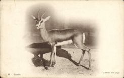 Vintage Postcard Gazelle