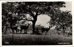 Modern Postcard Kudu Antelopes