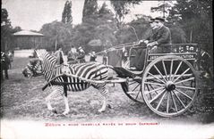 Vintage Postcard Zebre has dress Isabelle rayee brown Africa