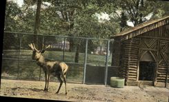 CPA Paris Jardin des Plantes Le cerf 