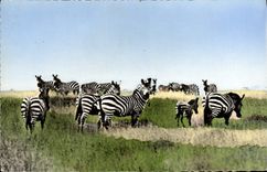Modern Postcard African wildlife Herd of zebras