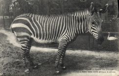 Vintage Postcard Paris Botanical garden Streaks Southern Africa