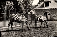 Modern Postcard Lyon Park of the gold Head zebras