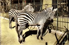 Modern Postcard Lyon Zebras of the Park of the Gold Head