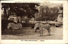 Vintage Postcard Paris international colonial Exposure 1931 Zoological gardens Zebras
