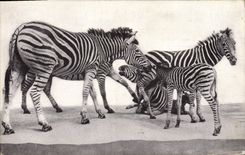 Vintage Postcard Field Museum of Natural History Chicago Transvaal Streaked Zebra