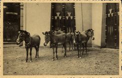 Vintage Postcard Zoo Antwerp Zebras of Grevy