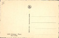 Vintage Postcard Zoo Antwerp Zebras of Grevy