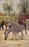 CPA Zebra Lincoln park Chicago 