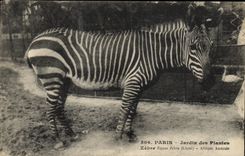 CPA Paris Jardin des Plantes Zebre Afrique Australe 