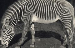 CPA Museum National d'Histoire Naturelle Parc zoologique du bois de Vincennes Paris Zebre de Grevy 