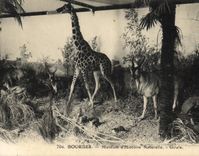 CPA Bourges Museum d'Histoire Naturelle Girafe 
