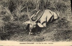 CPA Colonies africaines Les hotes des forets L'antilope 