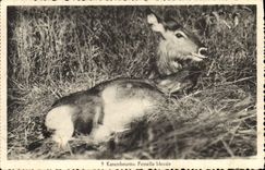 Vintage Postcard Katambourou wounded Female