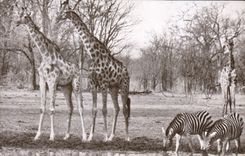 CPA Giraffe and zebra 