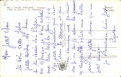 Modern Postcard African wildlife Antelope Cob de Buffon