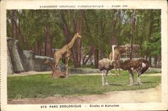CPA Paris Exposition coloniale internationale 1931 Parc zoologique Girafes et autruches 