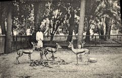 Vintage Postcard Biskra Study of gazelles