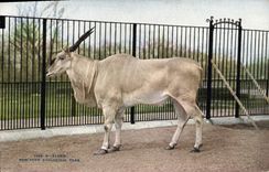 CPA Eland New York Zoological Park