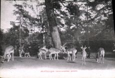 Vintage Postcard Antilope will cervicapra Indre