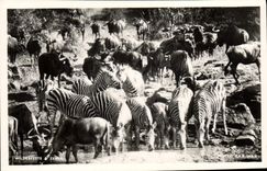 CPA Wildebeeste & Zebra 
