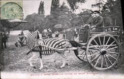 Vintage Postcard Streaks & Rose Isabelle rayee brown Africa