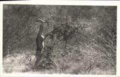 Vintage Postcard Kenya Uganda Tanganyka Antelope