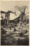 CPA Galeries du Duc d'Orleans Girafes 