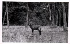 Vintage Postcard Kenya