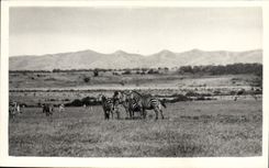 Vintage Postcard Kenya Streaks