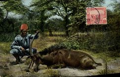 Vintage Postcard Drives out Tunisia