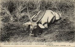Vintage Postcard Missions of the Fathers Saint German Zanguebar Spirit hosts of our drills the antelope