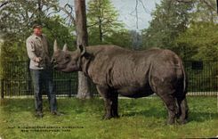 Vintage Postcard New York Zoological Park Two horned African Rhinoceros