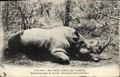 CPA Paris Jardin des Plantes Rhinoceros Blanc du Soudan 