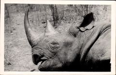 Vintage Postcard Cameroon Rhinoceros