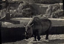 CPA Parc zoologique du Bois de Vincennes Zoo Rhinoceros d'Afrique 