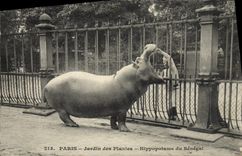 Vintage Postcard Paris Botanical garden Hippopotamus of Senegal
