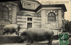 Vintage Postcard Paris Botanical garden the Hippopotamuses Kako and Liza