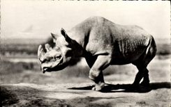 Vintage Postcard black Rhinoceros