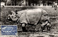 CARTE MAXIMUM Rhinoceros 