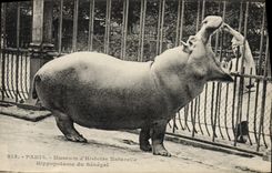 Vintage Postcard Paris Hippopotamus of Senegal