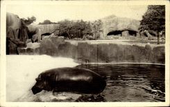 Vintage Postcard Paris Zoo Vincennes the outgoing Hippopotamus of the bath
