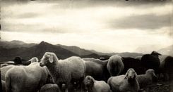 CPA Moutons 