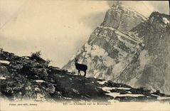 Vintage Postcard Chamois on the mountain