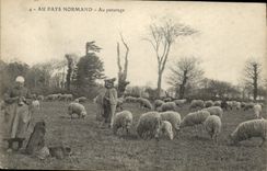 Vintage Postcard With the Norman Country With the pasture Sheep